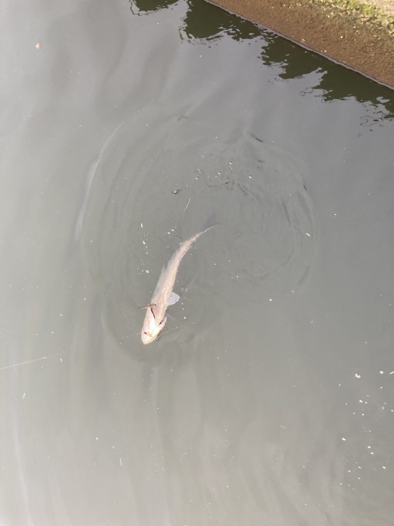 シーバスが水面でバシャバシャしている