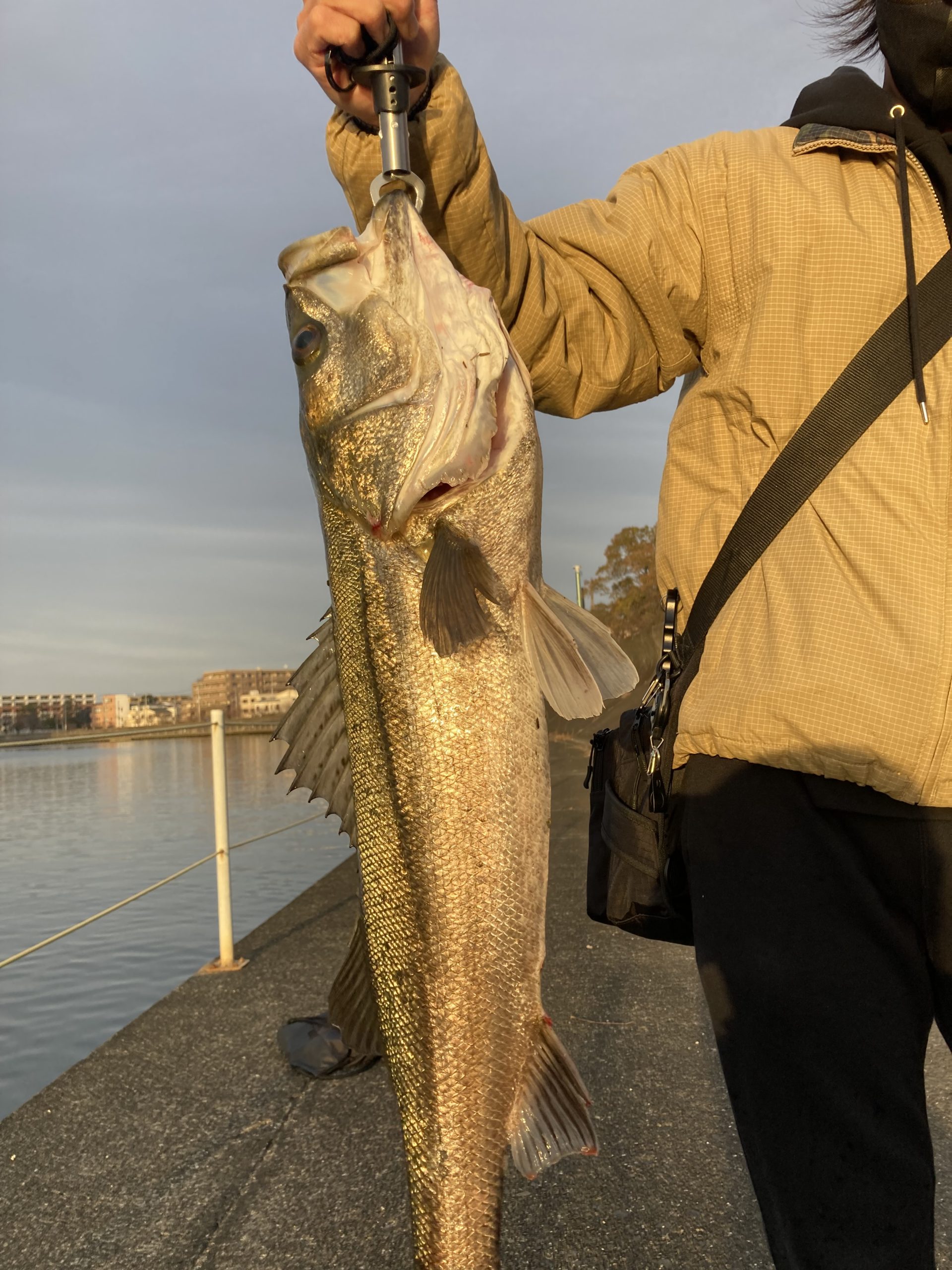 シーバスキャッチ