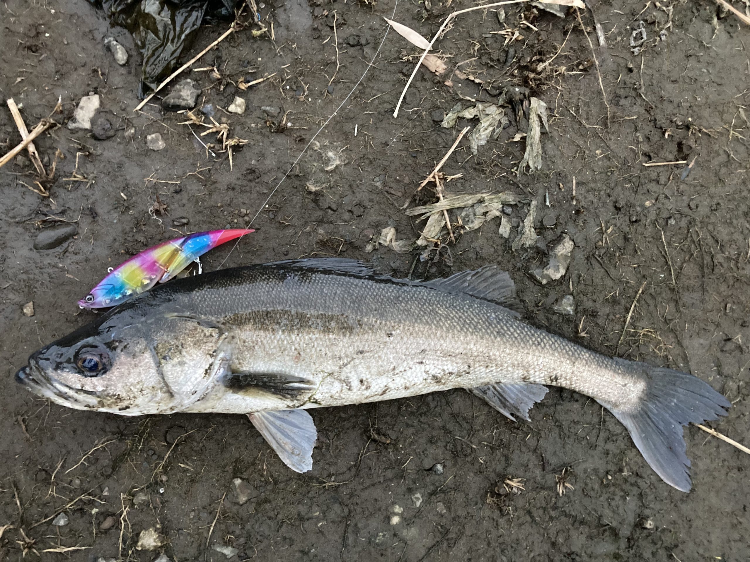 ダヴィンチで釣れたシーバス