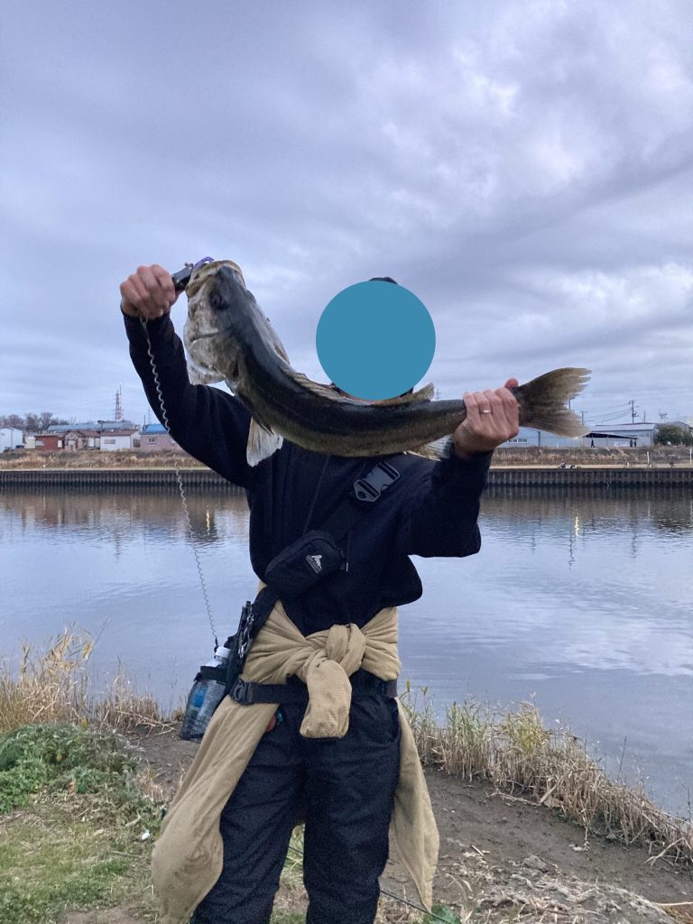 シーバスが釣れた