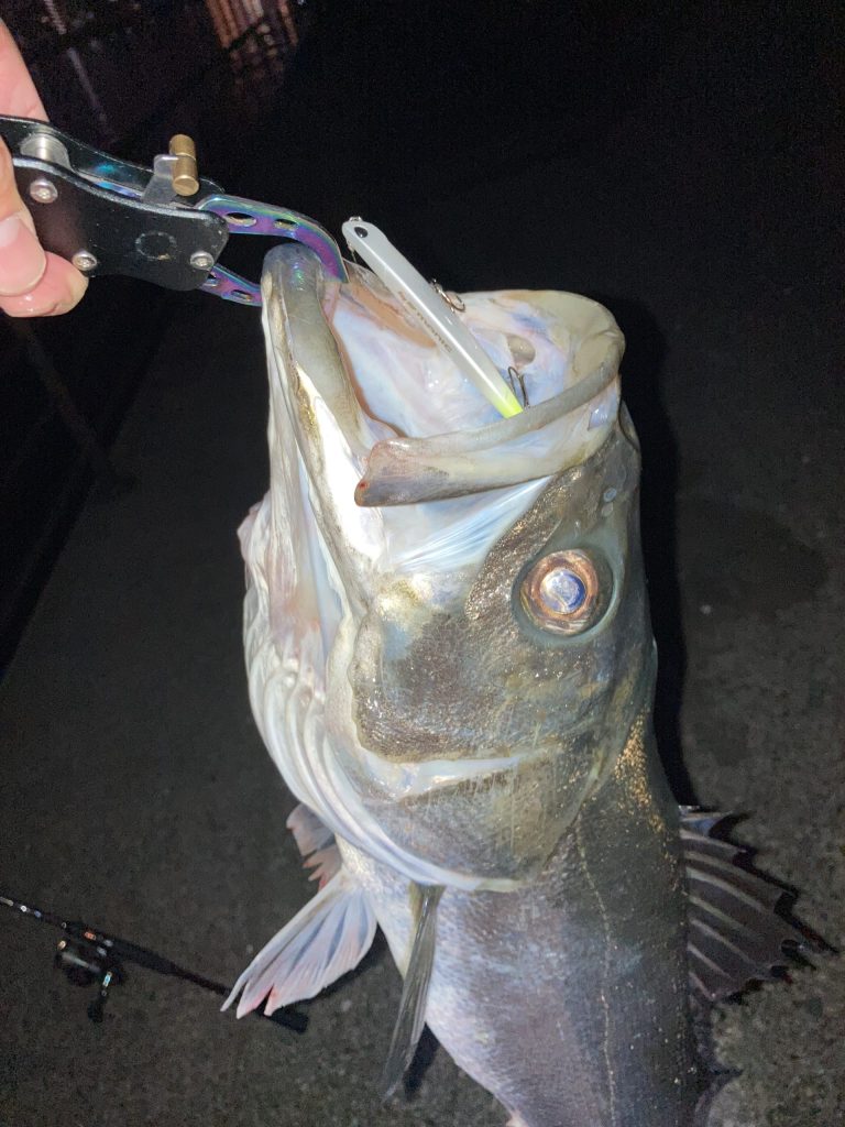 マニックでヒットしたシーバス