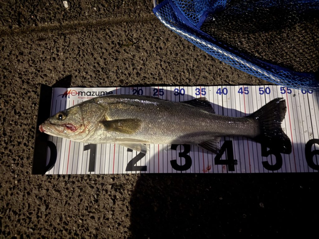 一本目のシーバス