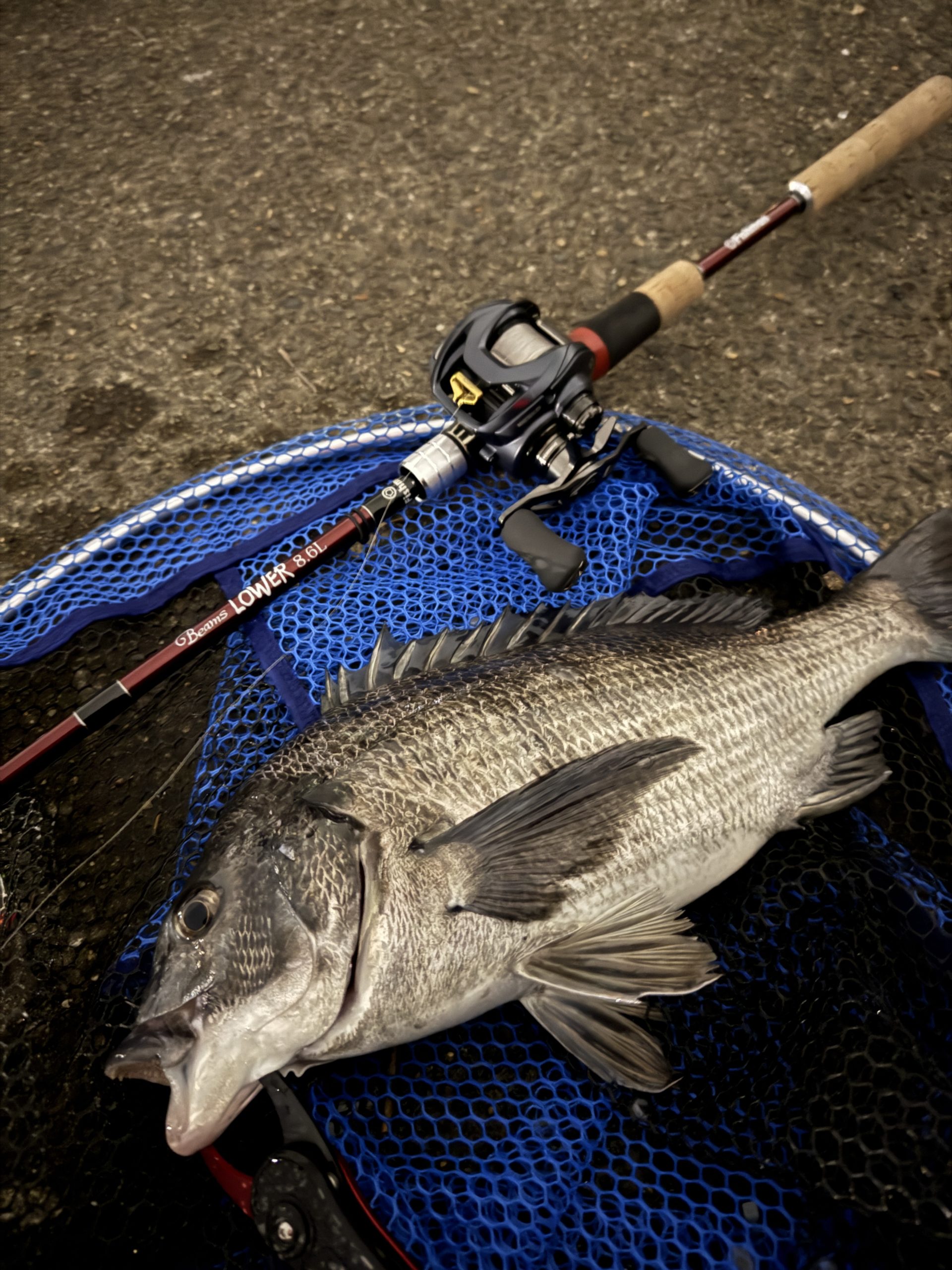 ベイトシーバス